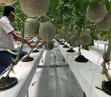 如何無土栽培蔬菜？哪些蔬菜適合無土栽培？無土蔬菜栽培技術(shù)要點(diǎn)