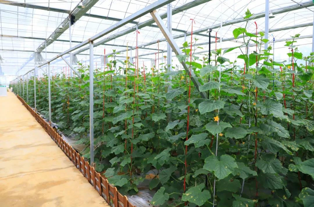 金海湖新區(qū)，智能溫室大棚采用華勝物聯(lián)網(wǎng)水肥一體化設備實現(xiàn)智能化灌溉