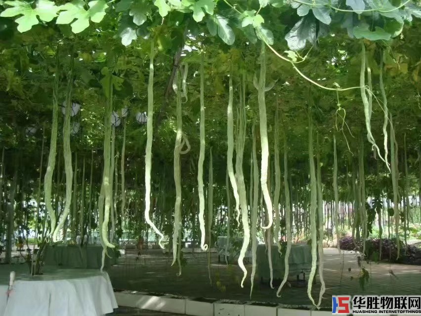 如何無土栽培蔬菜？哪些蔬菜適合無土栽培？無土蔬菜栽培技術(shù)要點