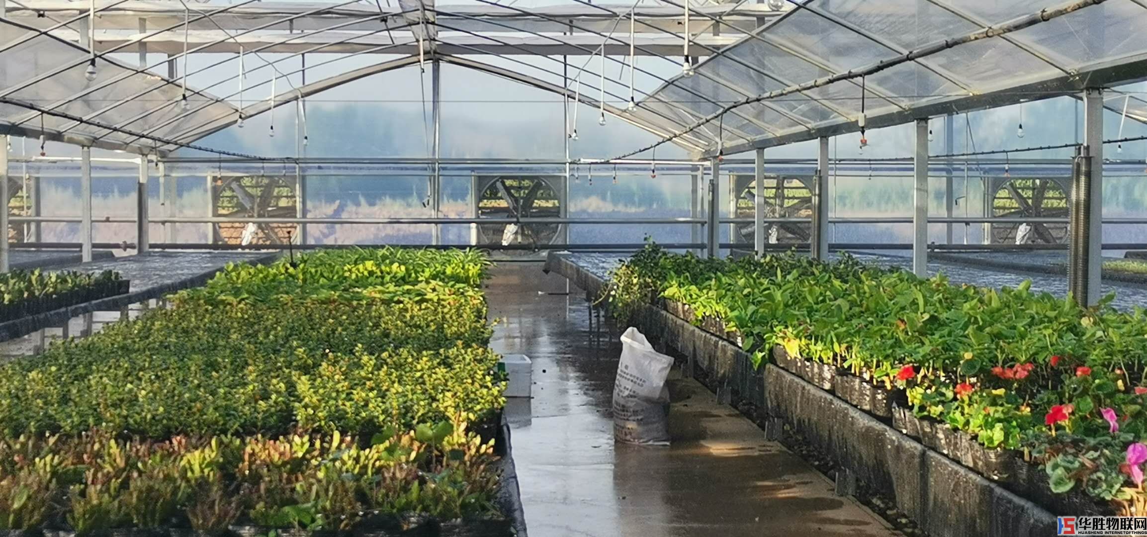 無土栽培技術的必備條件有哪些？